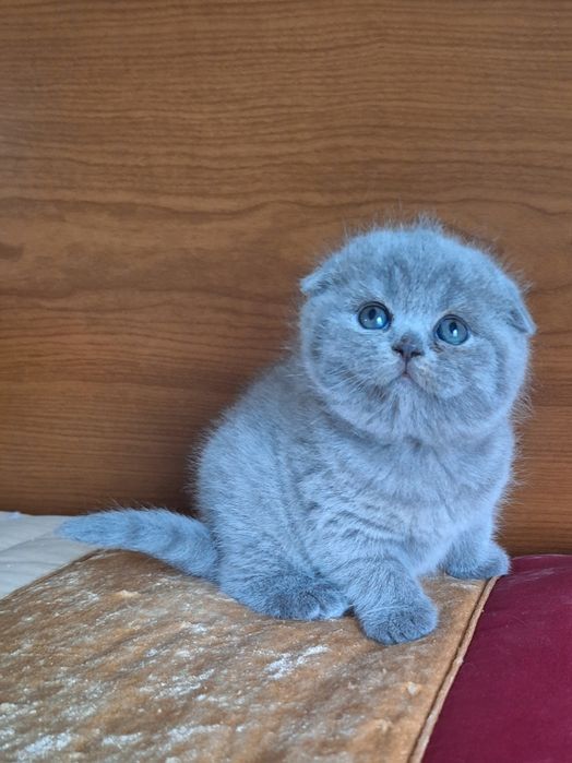Fêmea scottish fold azul