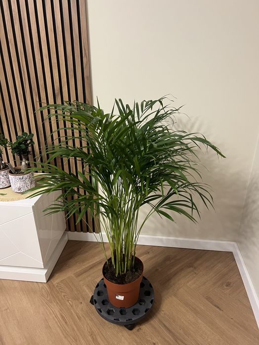 Пальма Дипсис Арека 120 см