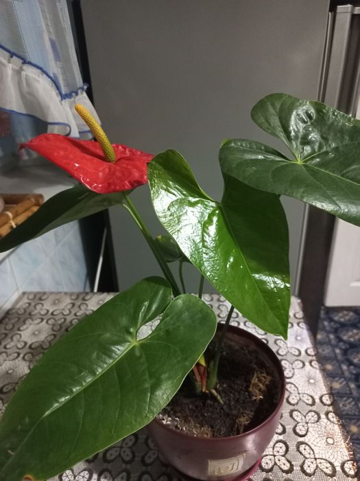 Відростки квітки антуріум