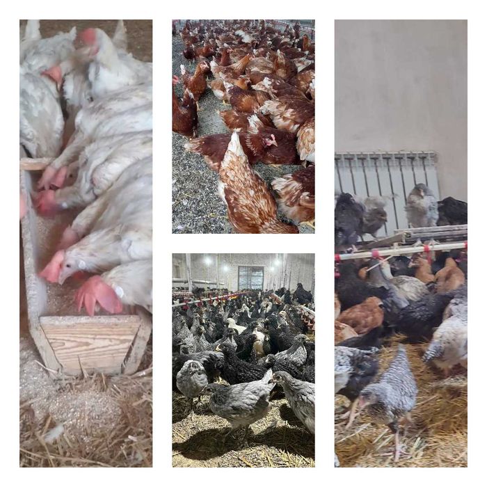 Продам кури несушки! Доставка безкоштовна. Липовець!