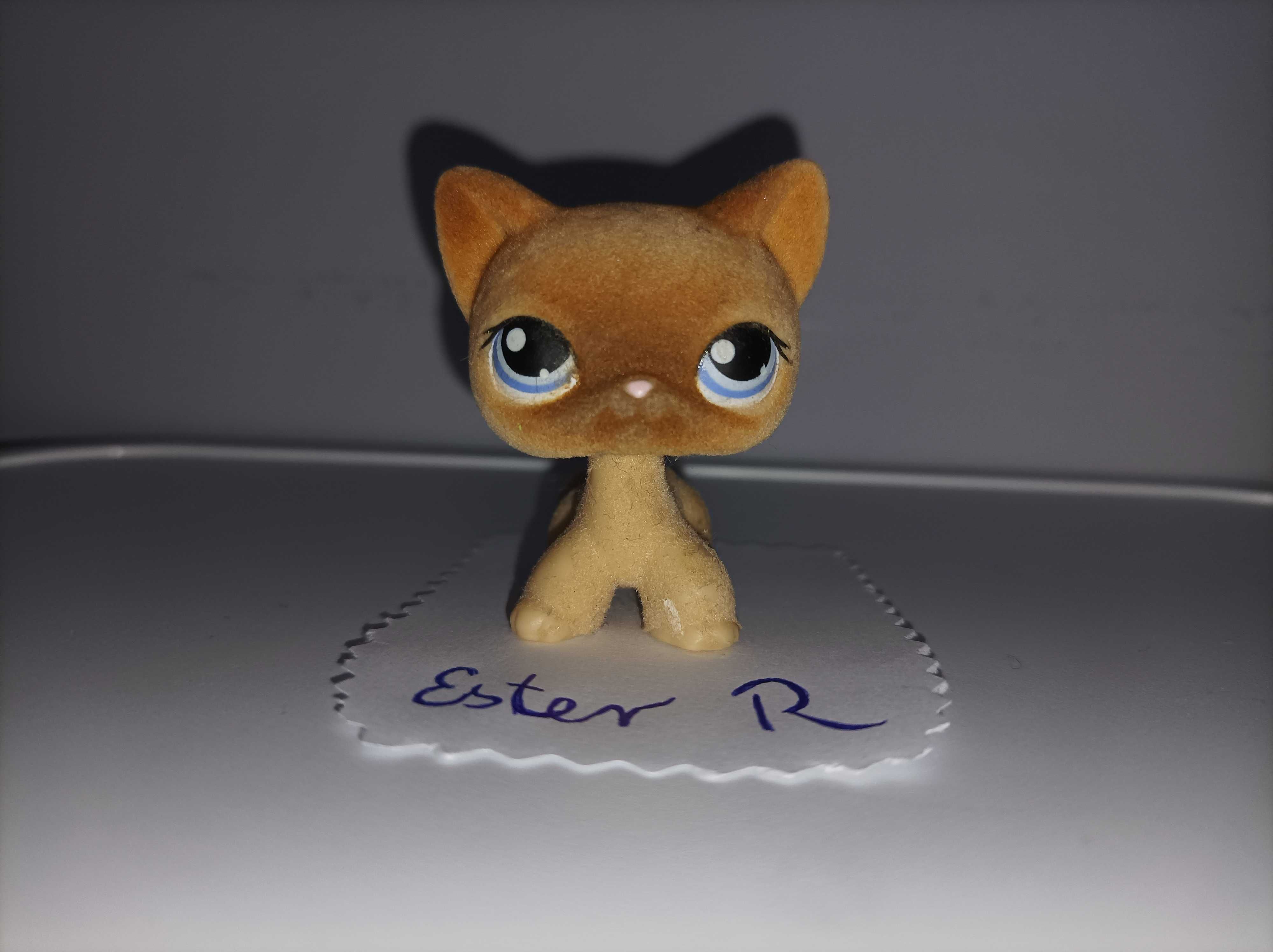 lps shorthair #318