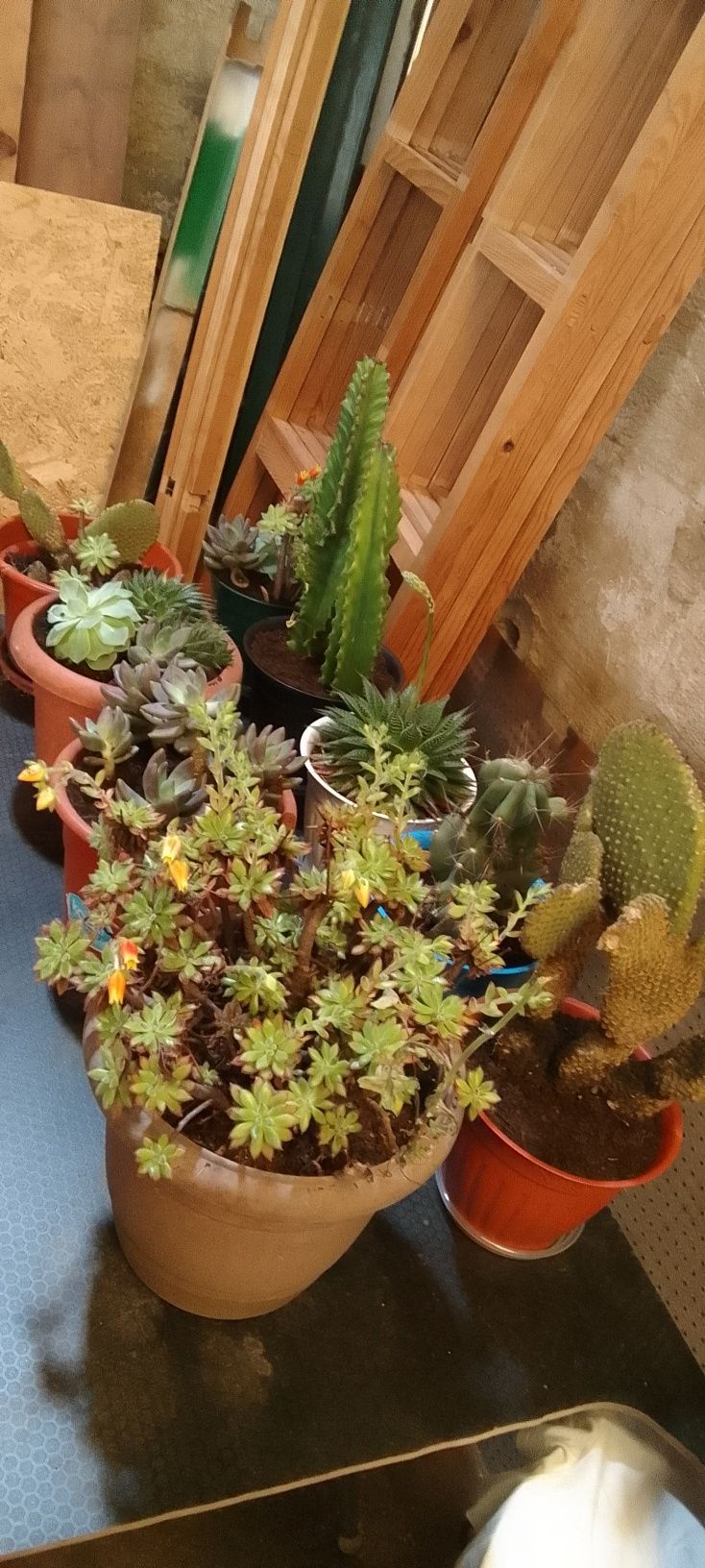 Lote de Plantas p/ Decoração