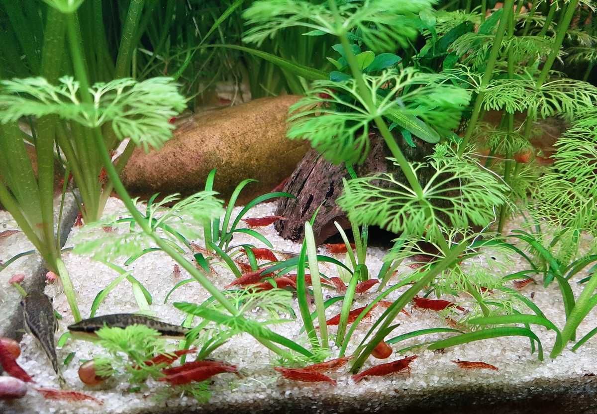 Camarões Neocaridina Red Cherry