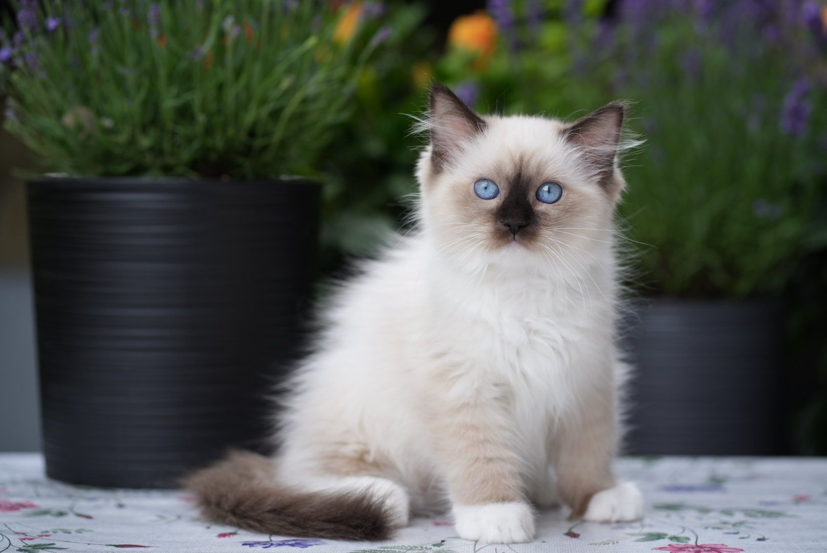 Kocurek ragdoll odbiór czerwiec Cattris