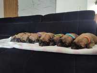 Owczarek Belgijski Malinois Suczka