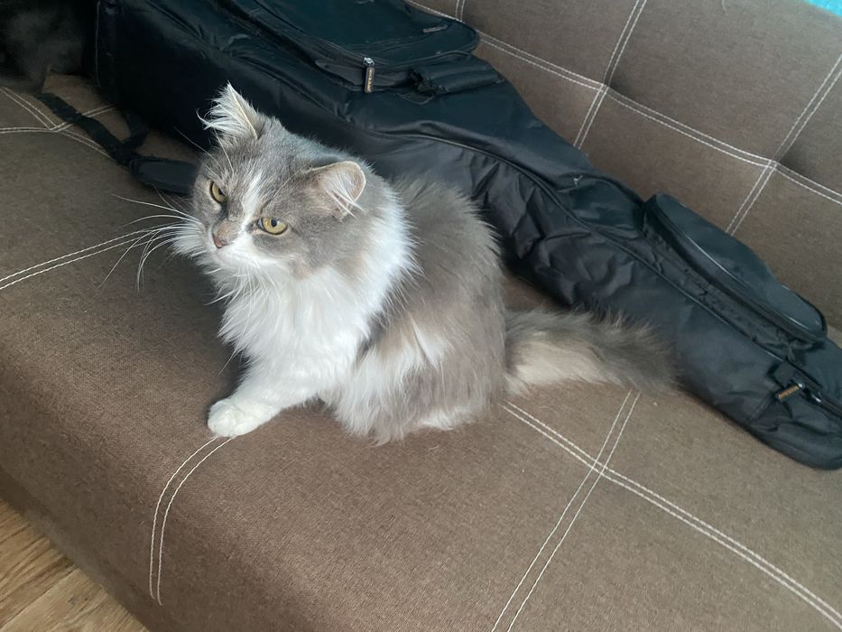 Кішечка в добрі руки (Сміла, Черкаська обл.)