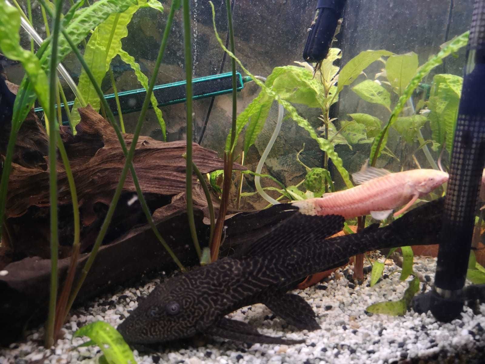 Kiryśnik Glonojad Plecostomus