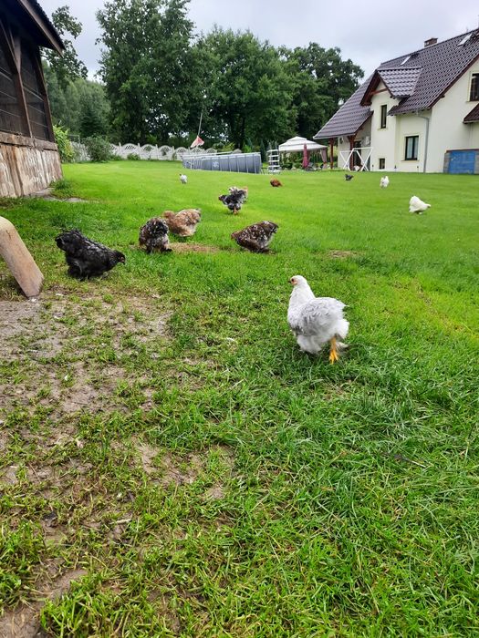 Koguty kochiny miniaturow
