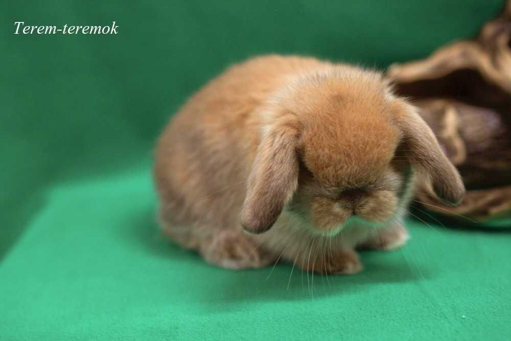 Декоративные грызуны! Карликовые домашние любимцы!