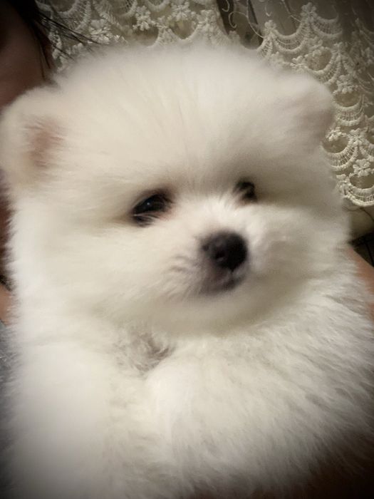 Мальчик померанского шпица