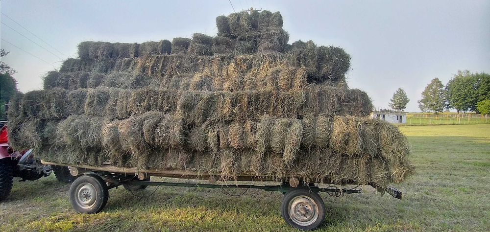 Siano/SŁOMA w kostkach 2025, Z transportem!