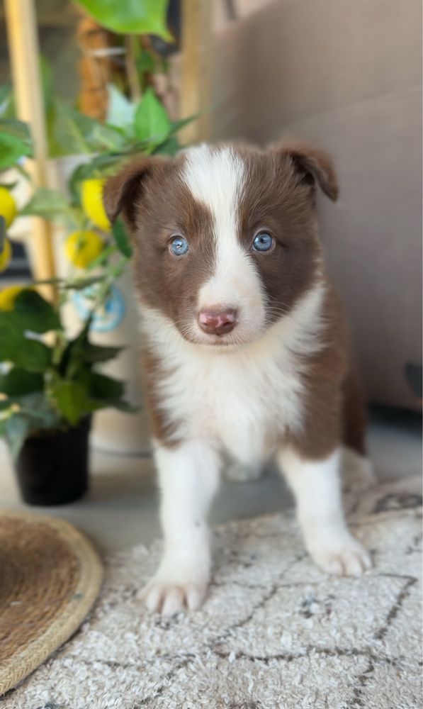 Piesek Border Collie