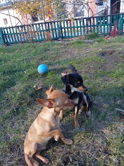 Цуценята породи Той Тер 'єр