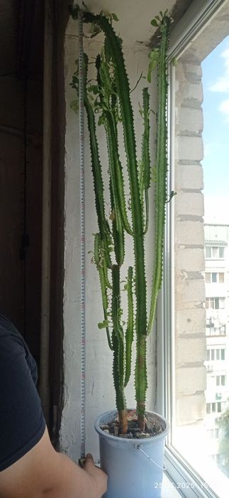 Кактус молочай / кактус