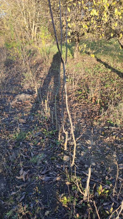 Продам садженці горіха (сортовий). 1,50м. Ціна: Договірна