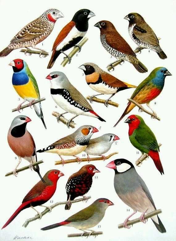 Vendo diamantes gould