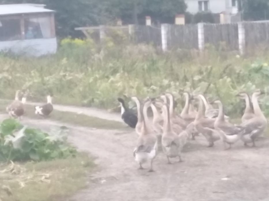 Jajka wiejskie kacze, gęsi, kurze