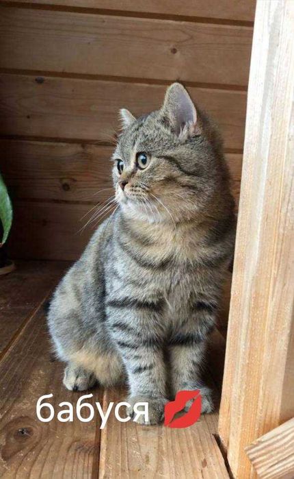 Кошенята Шотланд та британці