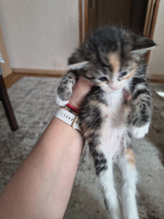 Kotki puchate szukają domu