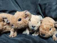 Us Teddy California samica