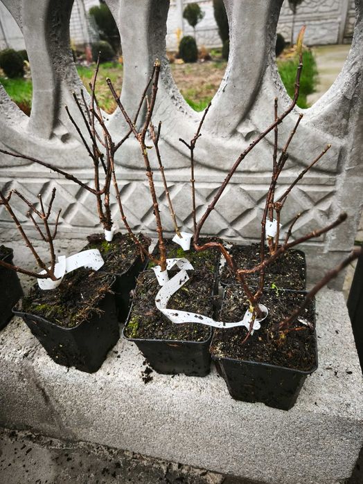 Гортензия 9 сортов и другие растения