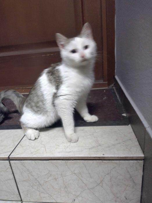 Oddam młode kotki w dobre ręce