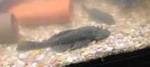 Vendo Ancistrus comum