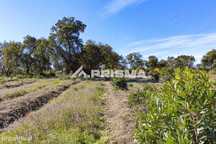 Terreno para Venda em Malpica do Tejo