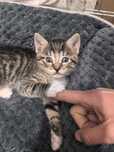 Princesska 7 tygodniowa koteczka do adopcji