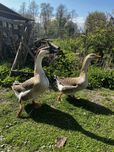 Parka gęsi, samiec i samica