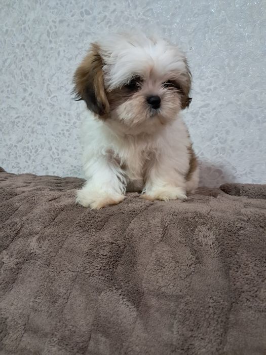 Міні ши-тцушечки