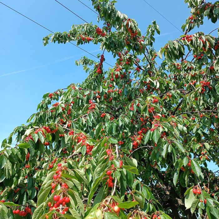 Działka ROD na Przymorzu