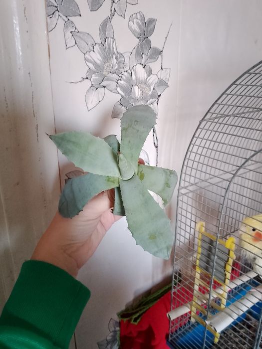 Агава intemensis