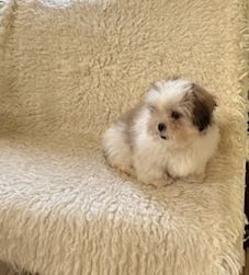 Piękna suczka shih tzu