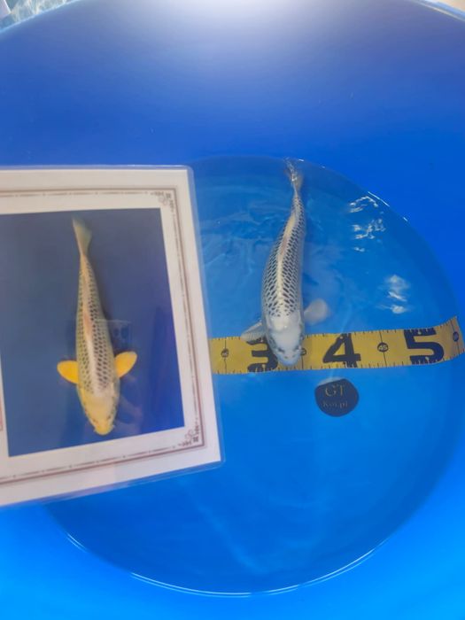 Koi Gin Matsuba com certificado 35cm