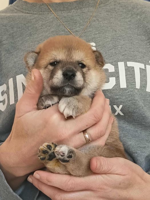 Szczenię shiba inu