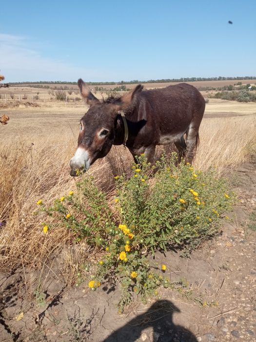 Продам ослика возрост 5 лет ручной