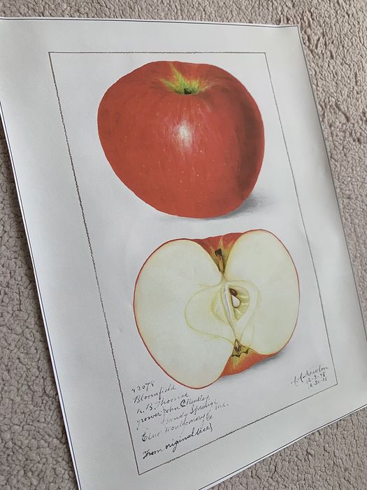 Gobelin na płótnie HD/Obrazek/Vintage Retro Fruit/Apple