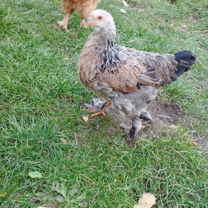 Kury ozdobne i nie tylko