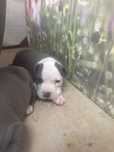 America Staffordshire Bull Terrier
