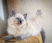 Ragdoll FPL kotka hodowlana/badania genetyczne