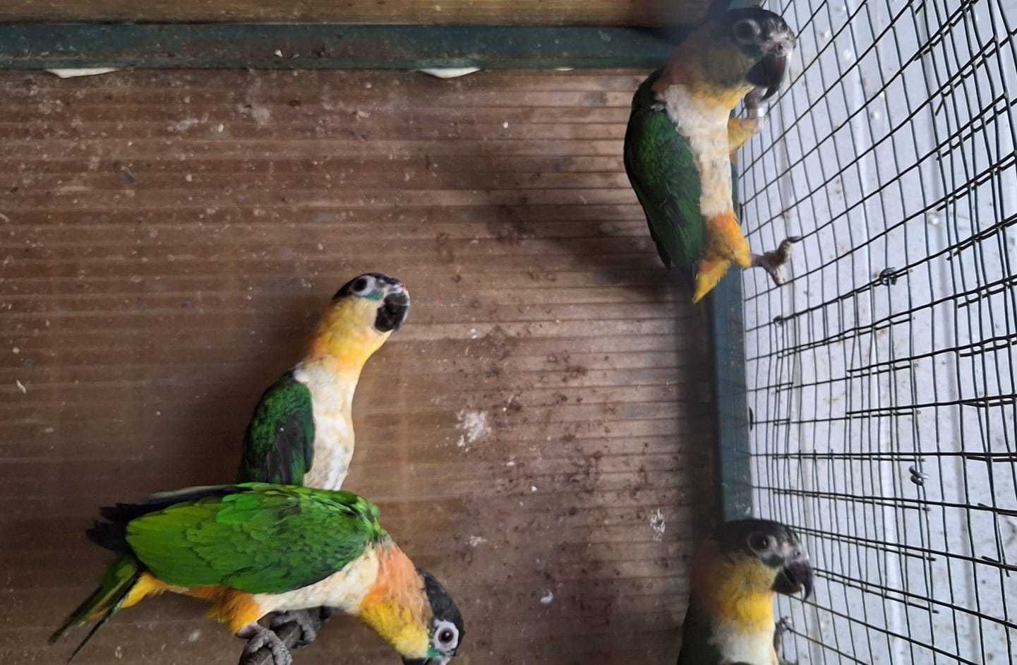 Marianinhas de cabeça preta