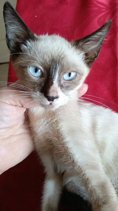 Gatinhos para adoção