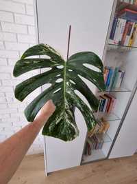 Monstera variagata ukorzeniona pędówka