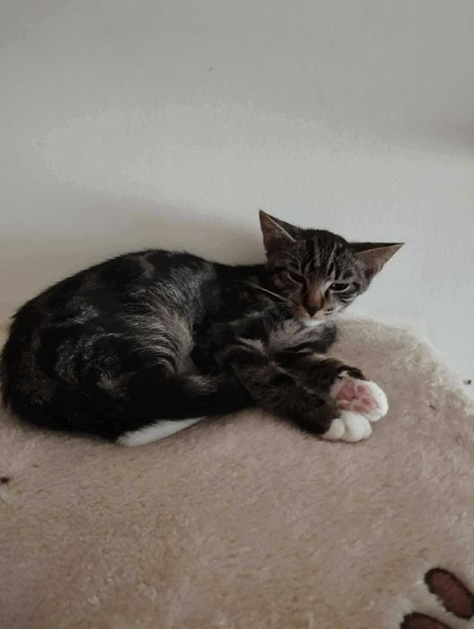 Simba - pokochaj króla dżungli