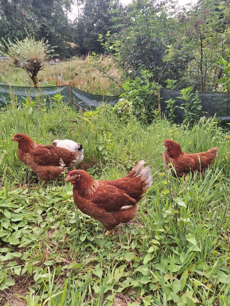 Ovos caseiros de galinhas criadas ao ar livre