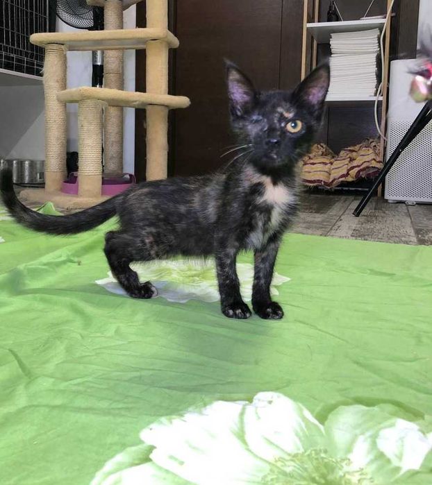 Трёхмесячный котёнок Марочка-Марик ждёт своих любящих родителей!