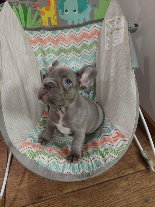 Suczka buldog francuski lilac blue, niebieska