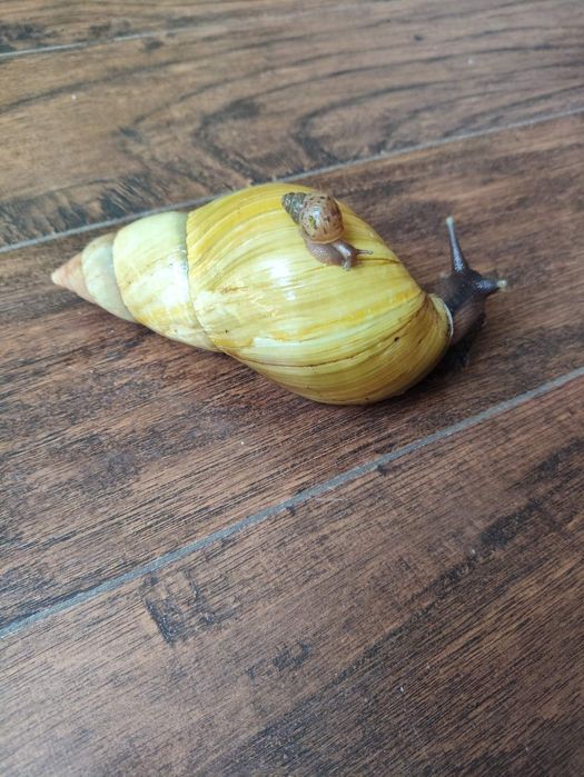 Продаю класних домашніх тварин - равликів Ахатина