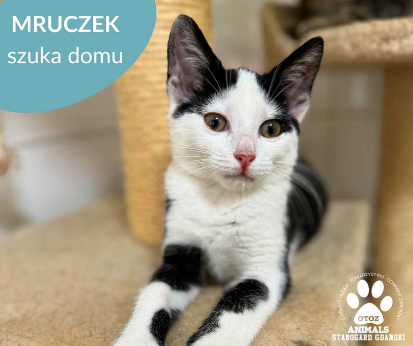 Młodziutki kocurek do adopcji